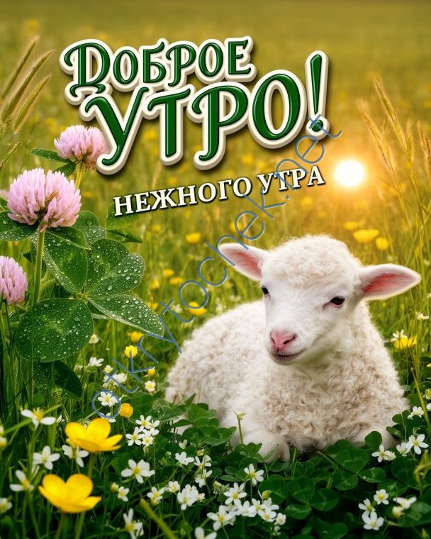 Милая картинка Доброе утро с овечкой